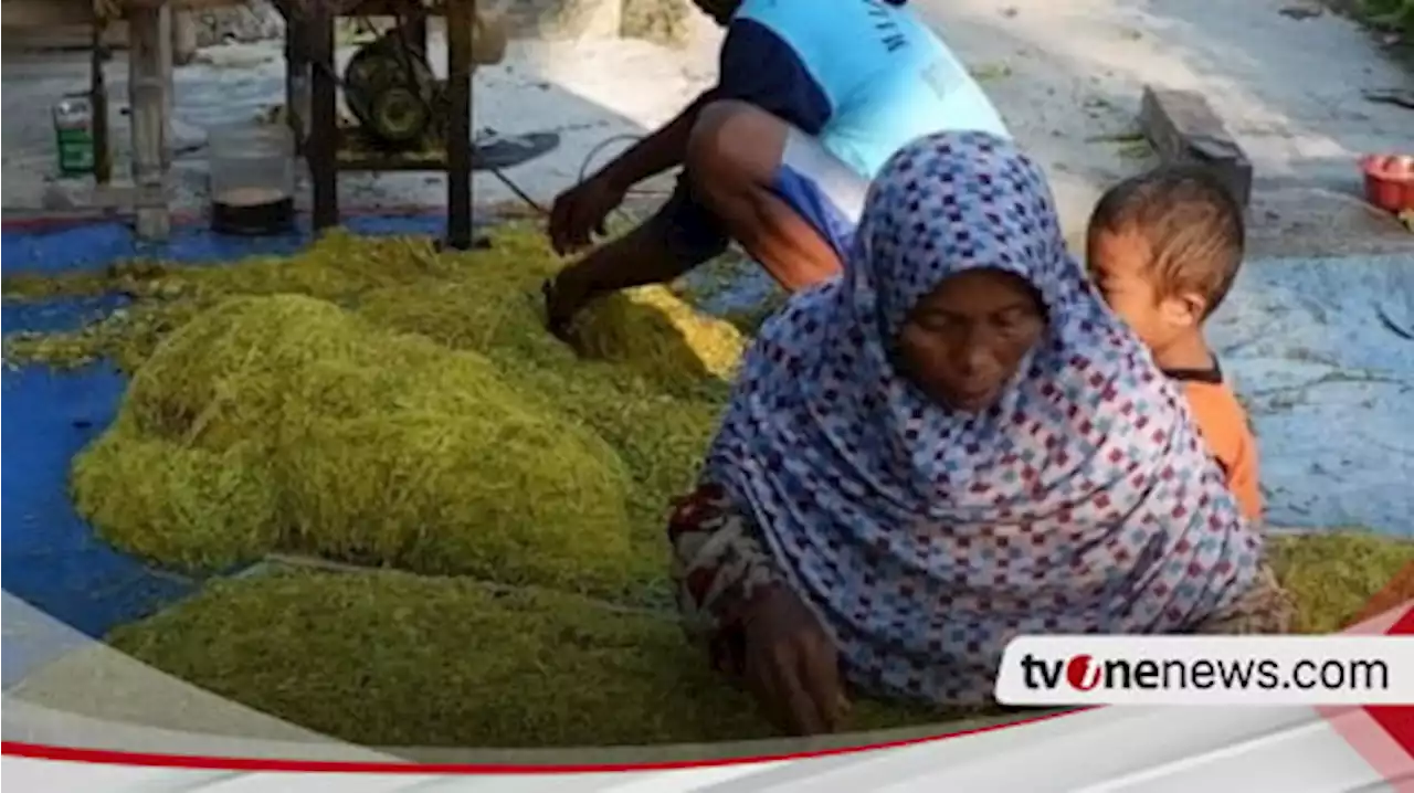 Harga Tembakau Melejit Tembus Rp47 Ribu per Kilogram, Bikin Petani Happy