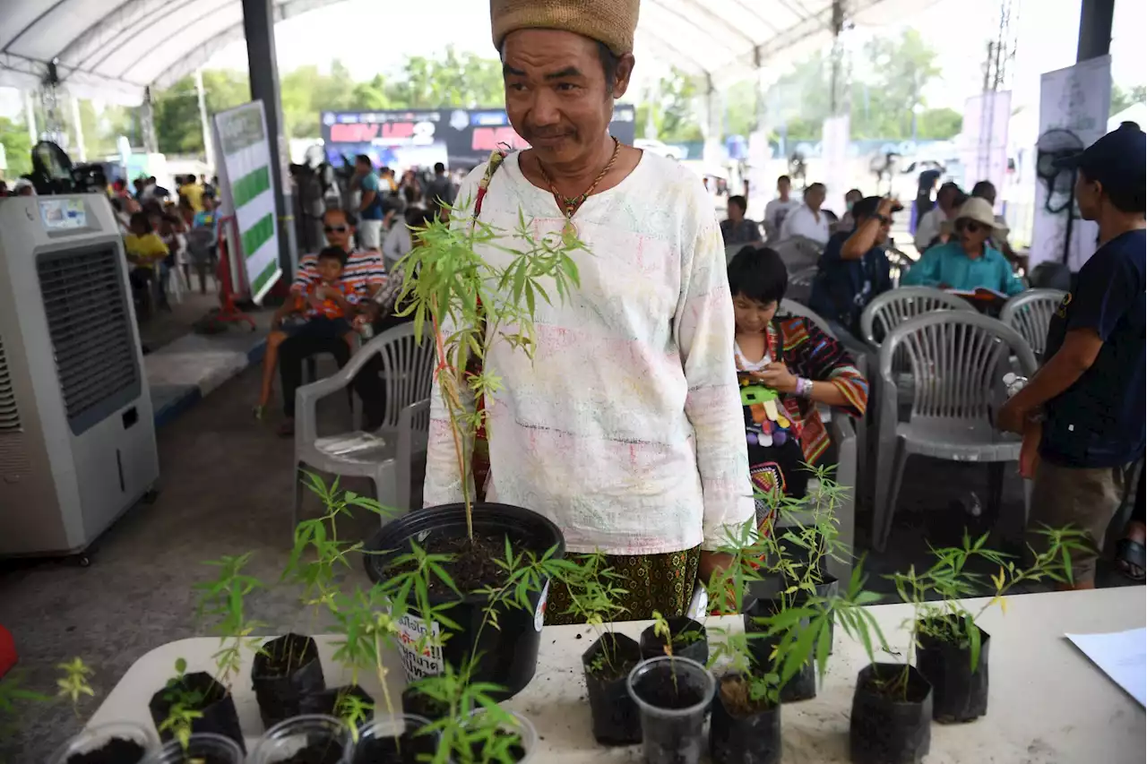 PM Thailand bantah ganja untuk rekreasi, hanya boleh untuk perubatan