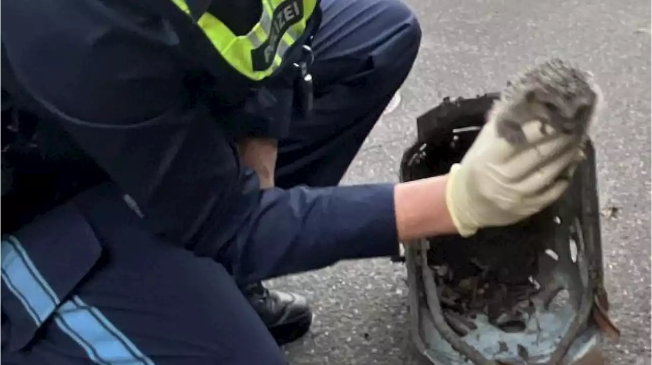 Polizei rettet in Riedlingen ein Igel-Kind aus dem Gully