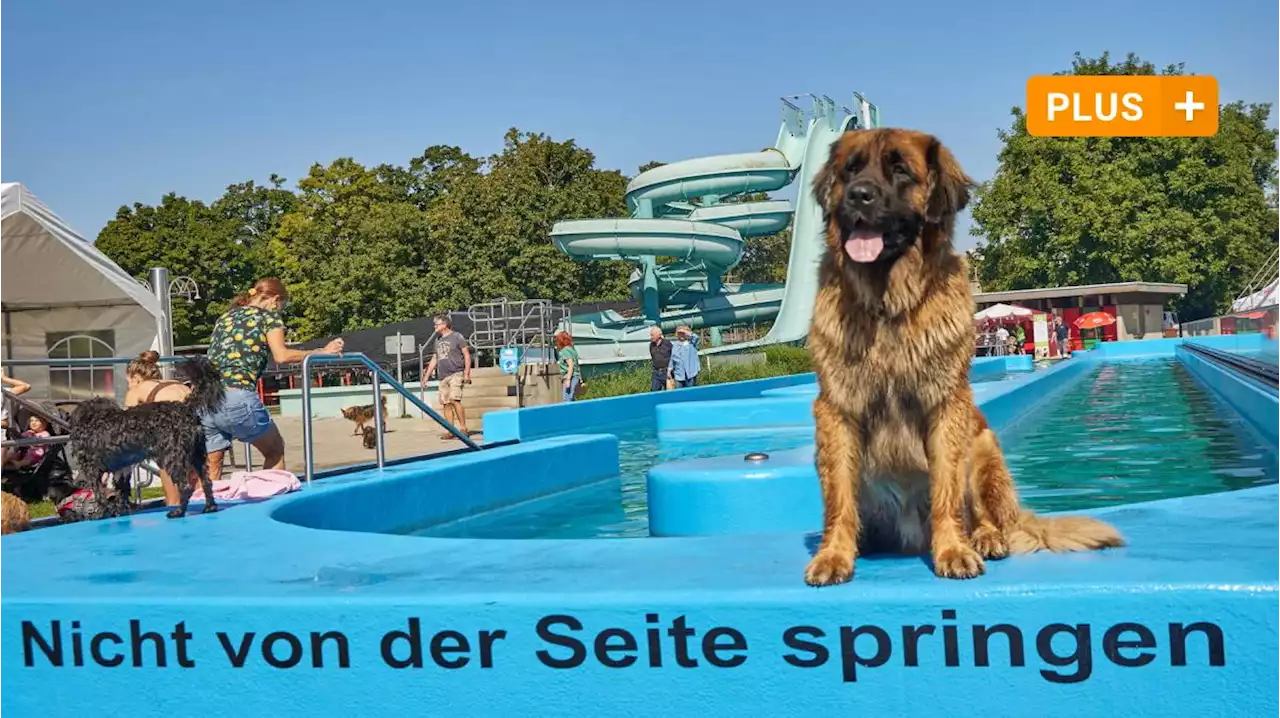 So war der Hundebadetag im Augsburger Familienbad