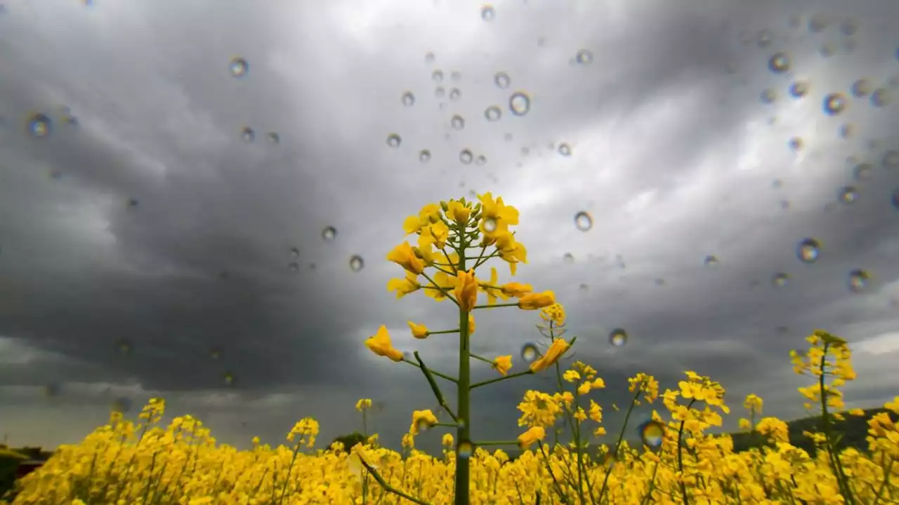 Wetterdienst warnt heute vor Gewitter mit Starkregen, Sturm und Hagel