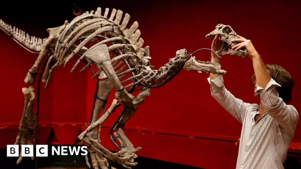 Rare dinosaur 'Barry' up for sale at Paris auction