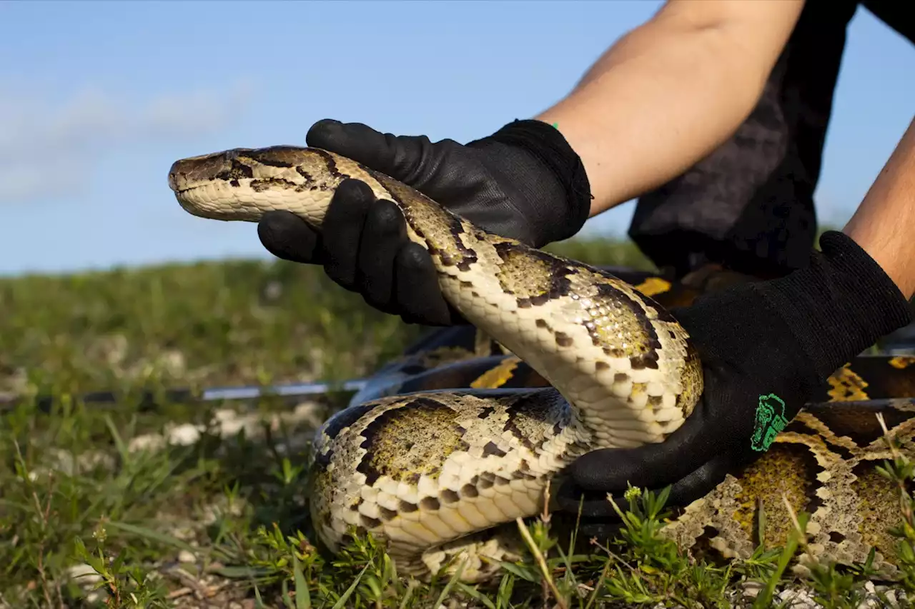 209 Giant Invasive Pythons Caught in Florida But Can't Be Eradicated