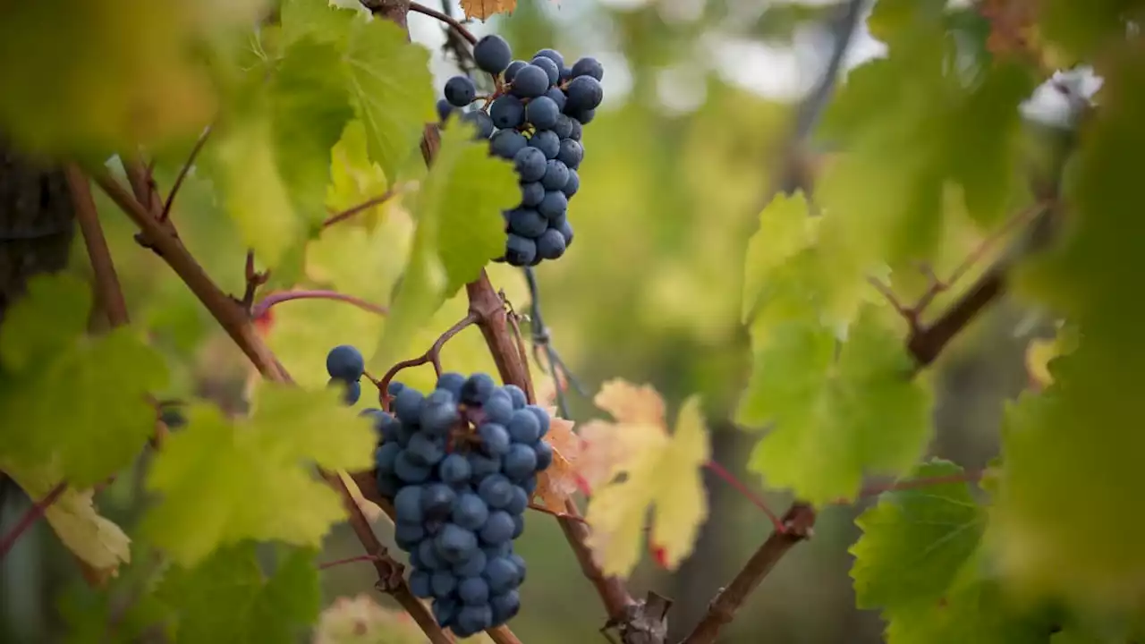 'Il faut une vraie équipe': deux tonnes de raisin volées à une vigneronne dans le Jura