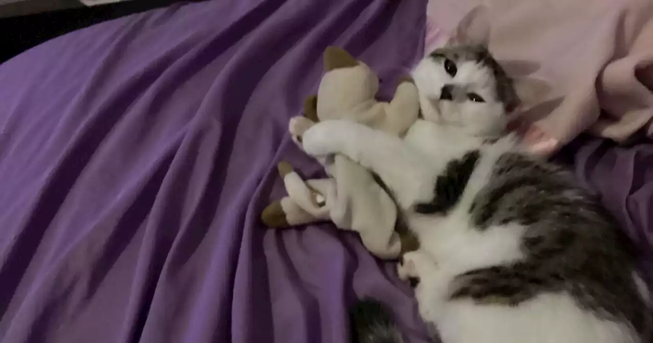 Hey Pandas, Post A Picture Of Your Pet Cuddling With A Plushie