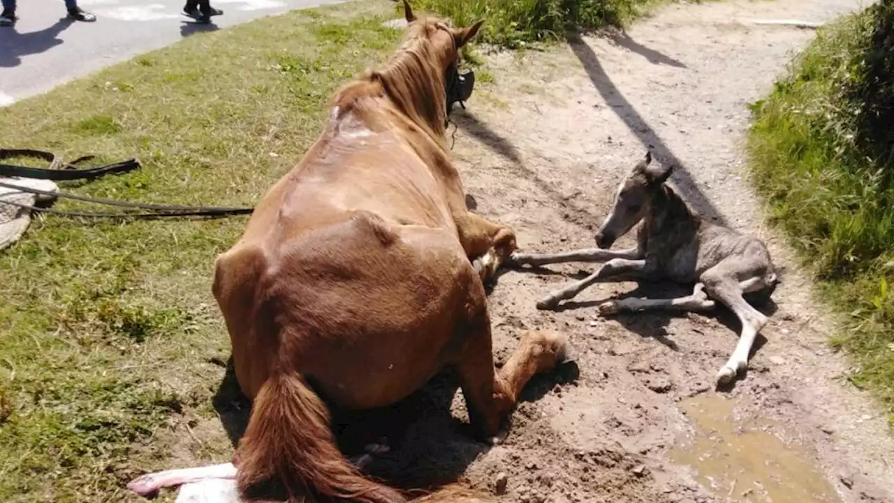 Carthorse collapses and gives birth while working on main road