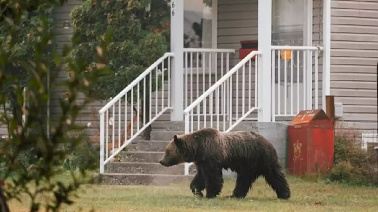 Grizzly bear photographed roaming near downtown Quesnel, B.C.