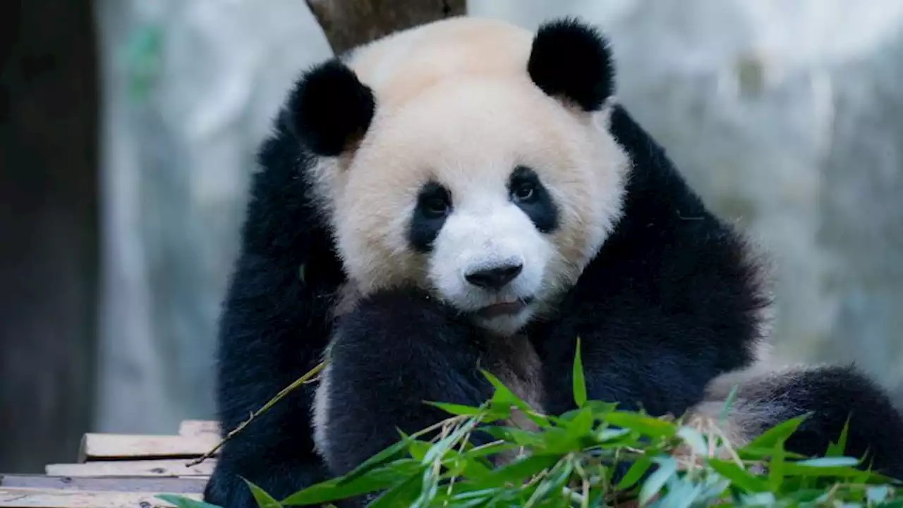 Giant pandas living in zoos could be suffering from 'jet lag,' study says