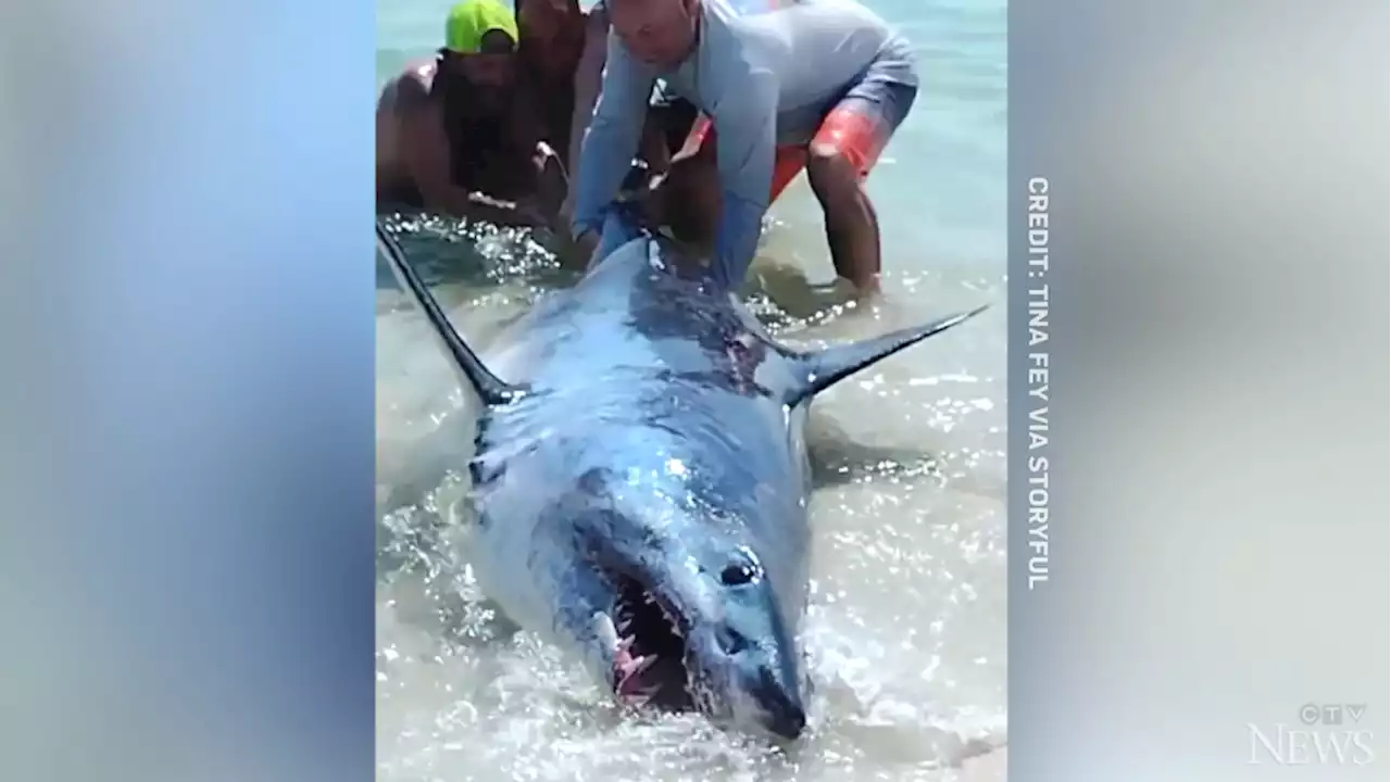 Caught on camera: Beachgoers rescue massive, stranded shark