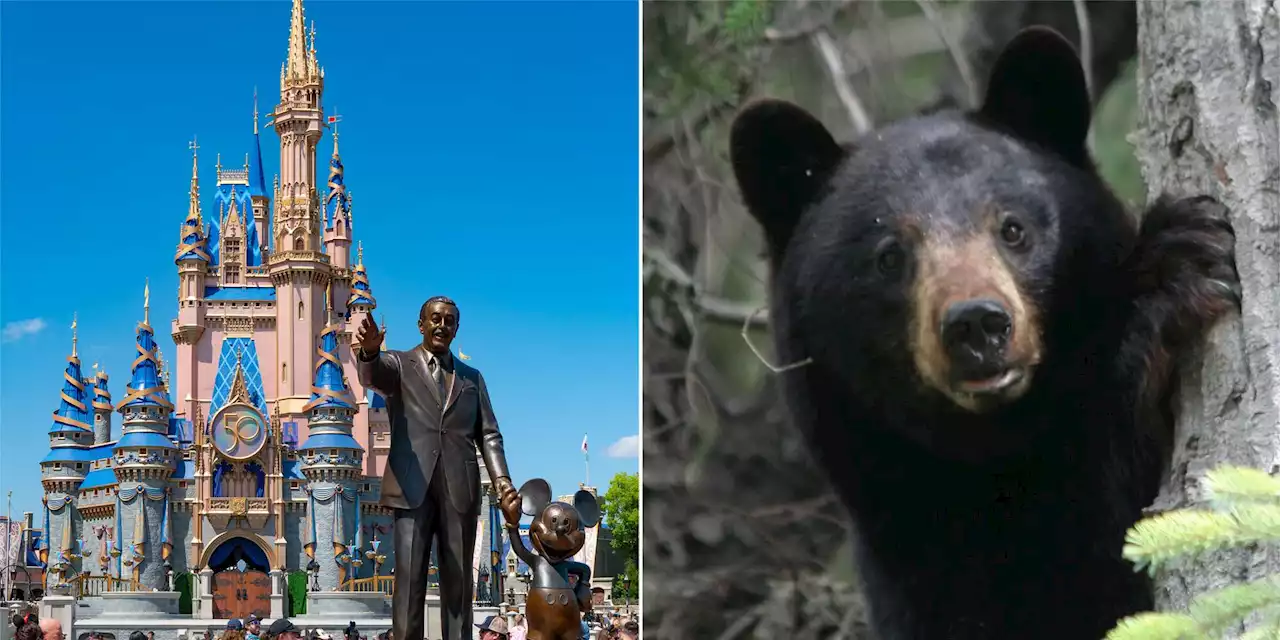 Wild bear in Magic Kingdom forces multiple Disney World rides to close