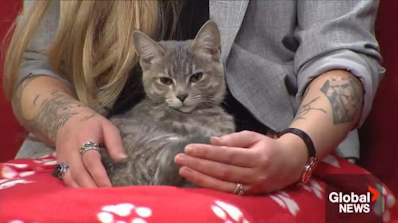 Calgary Humane Society shines spotlight on cuddly princess Sadie