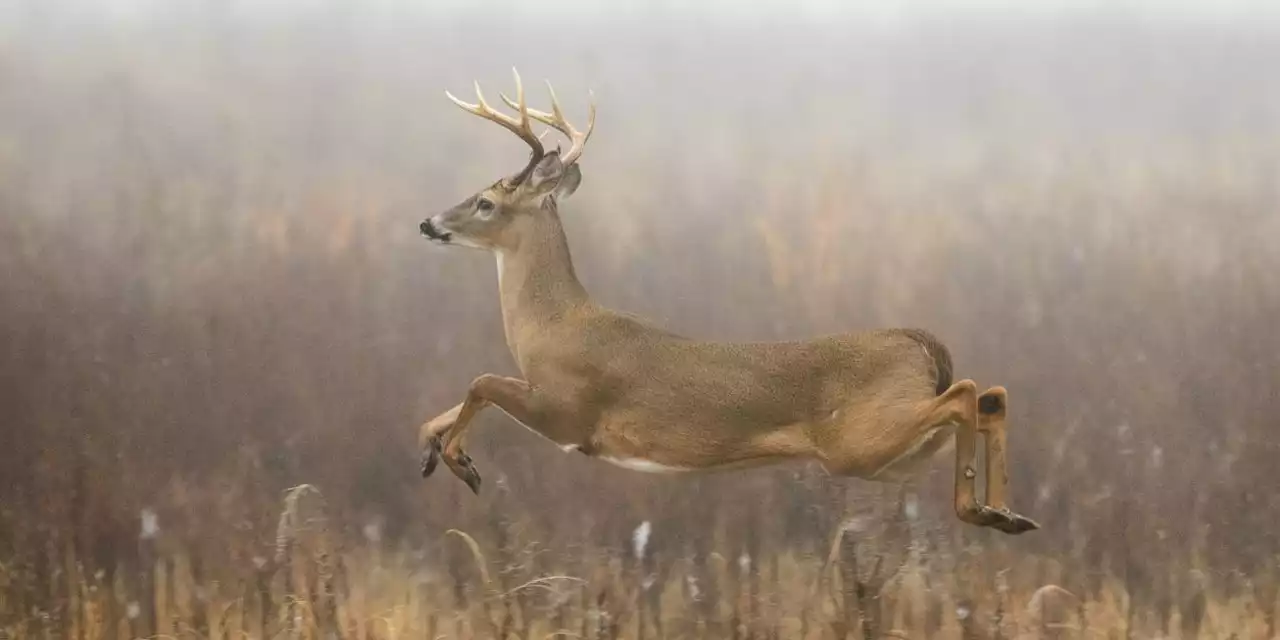 Unterschiede zwischen Reh und Hirsch