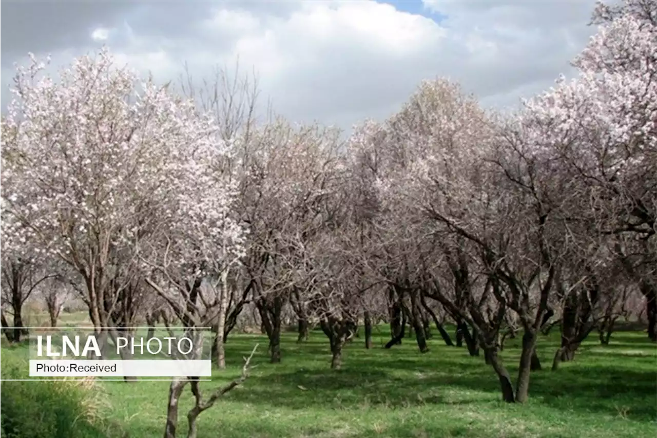 حفظ باغستان سنتی قزوین از برنامه‌های استان است