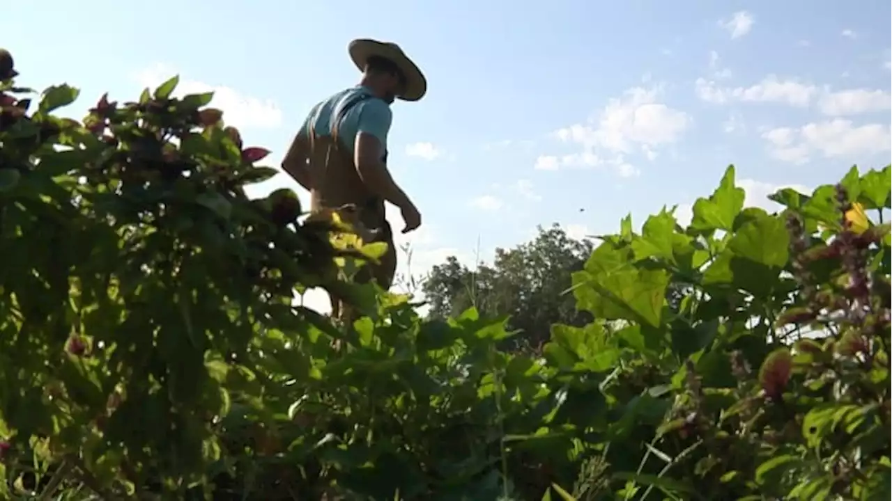 San Antonio Food Bank has volunteer opportunities at Mission San Juan farm