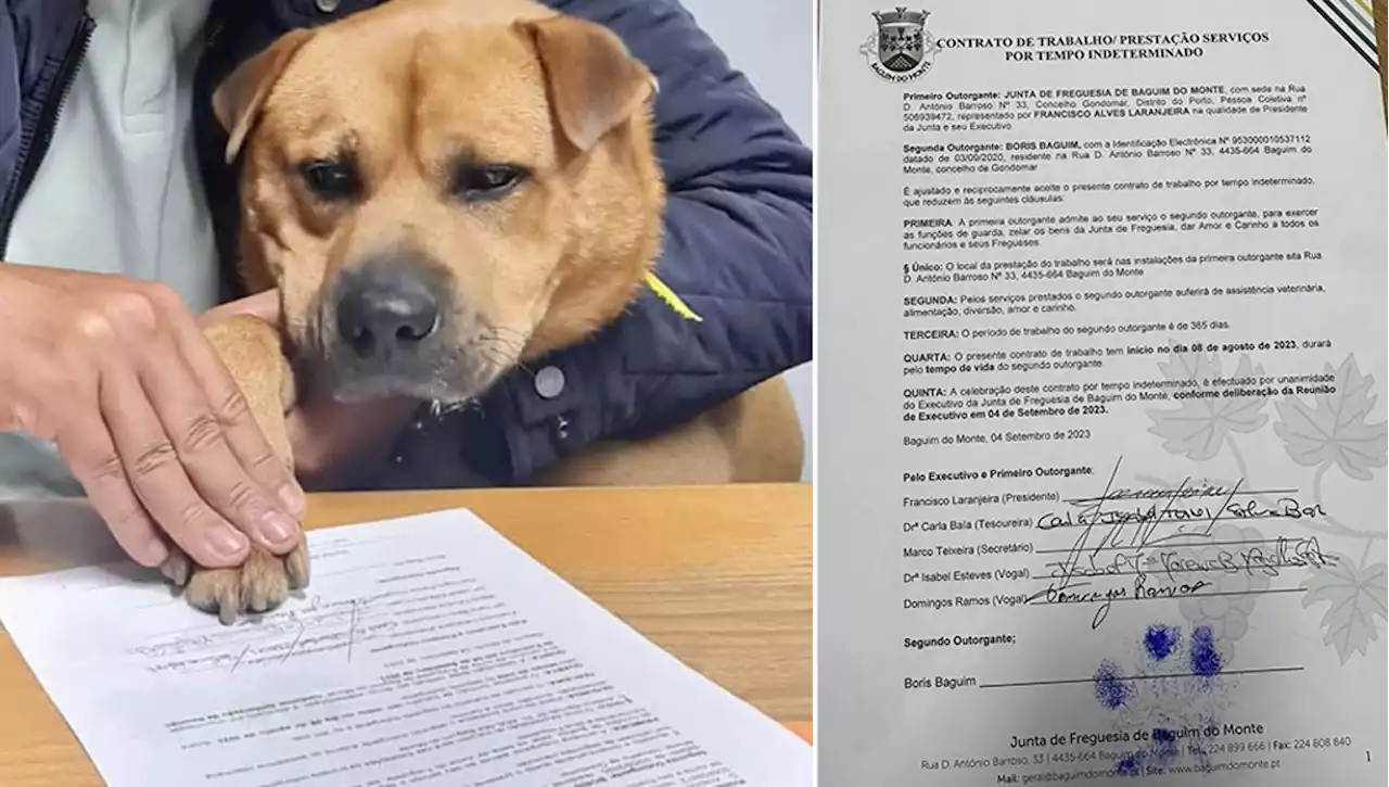 Boris, il cane rimasto 'orfano' viene assunto dal Comune per fare la guardia al patrimonio e confortare consiglieri e dipendenti