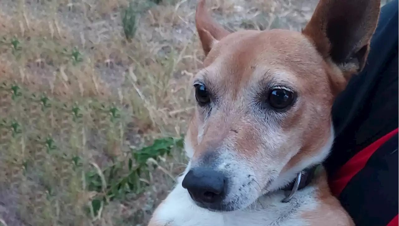 Vieste, alunni salvano un cane e lo portano ai suoi proprietari: 'L'abbiamo imparato a scuola'