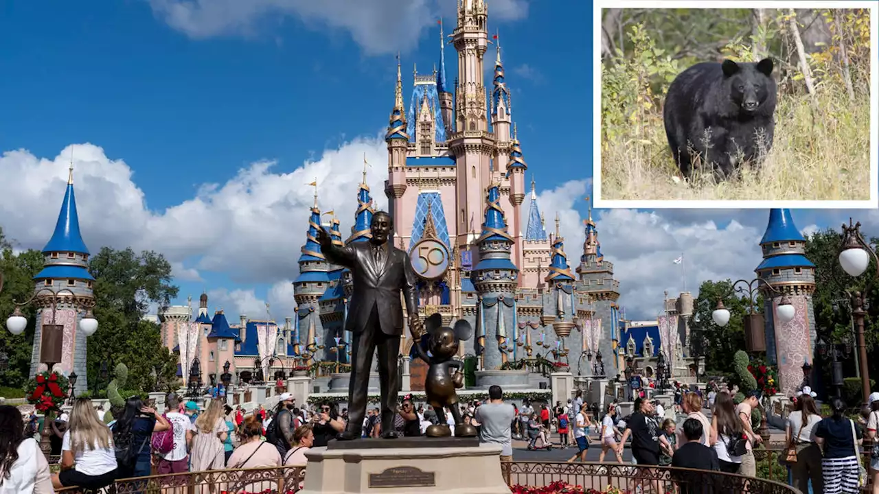 'Wild bear in Walt Disney World': Multiple rides closed after sighting in Magic Kingdom