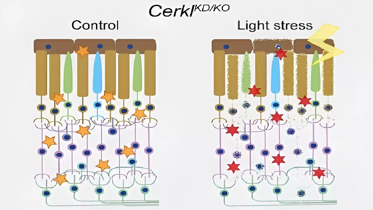 Researchers find new mechanisms that cause blindness and open the door to new treatments