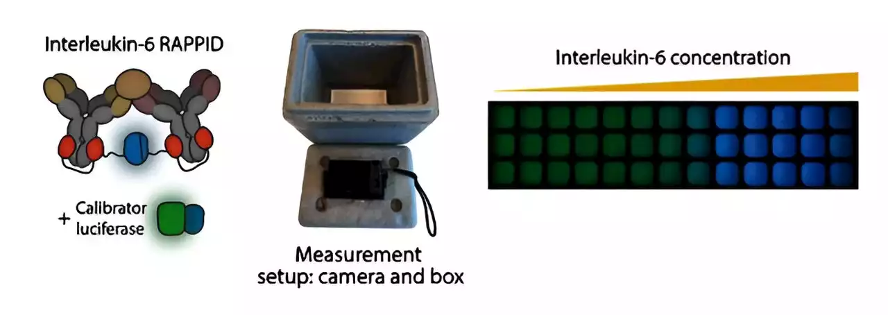 Thesis: A glow-in-the-dark test for disease diagnosis