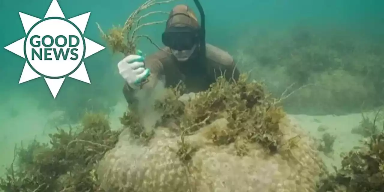 Good News: Freiwillige «Seaweeding»-Aktion fördert Korallenwachstum