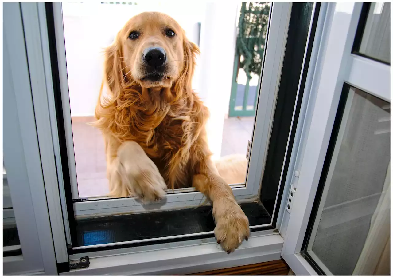 Laughter as golden retriever sneaks out of the house to see her boyfriend