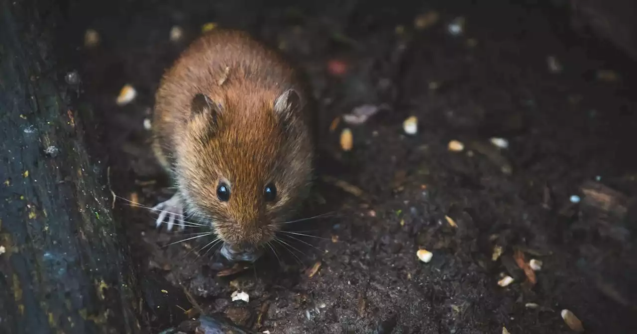 Expert's tips for keeping rats and mice out as peak season begins