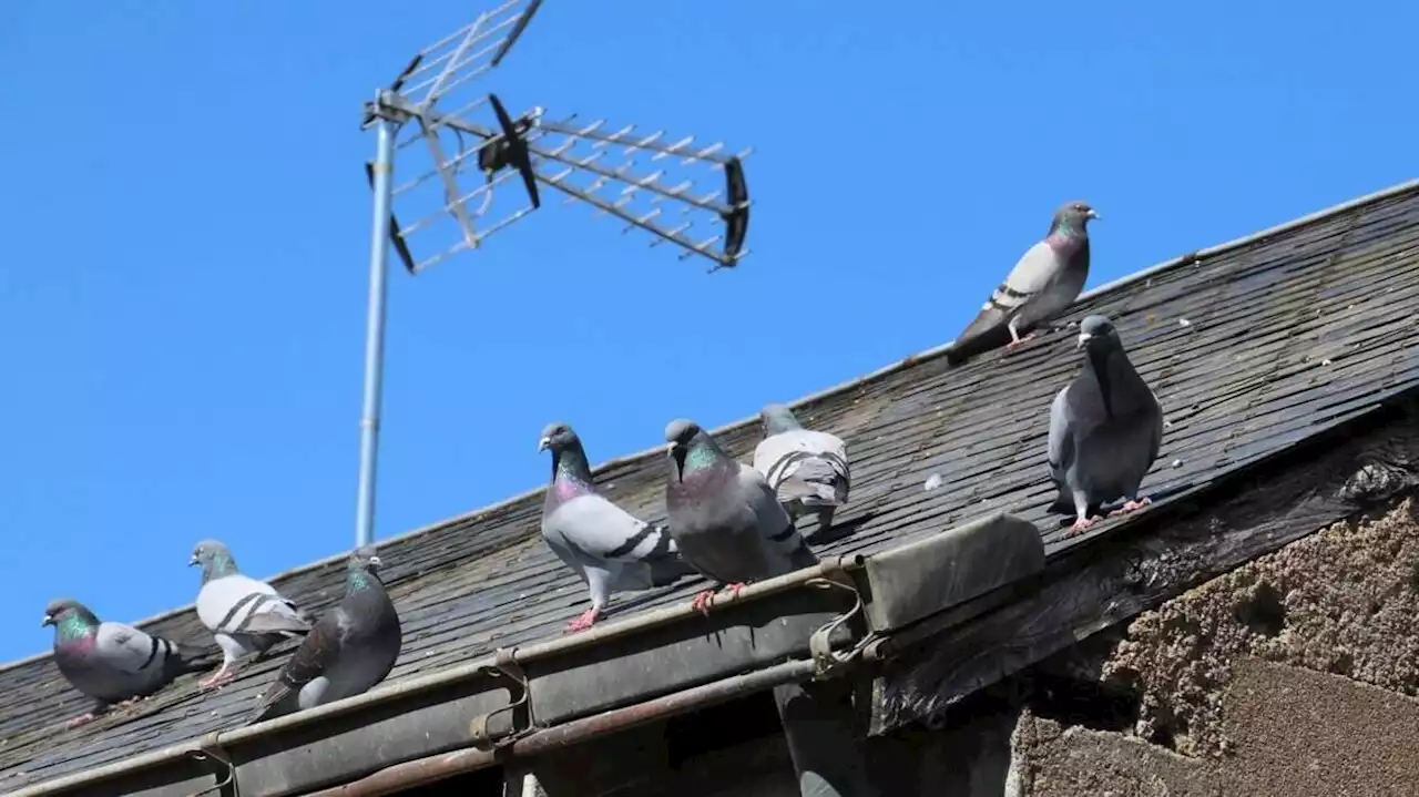 Une association parisienne accuse une ville du Maine-et-Loire de tuer les pigeons