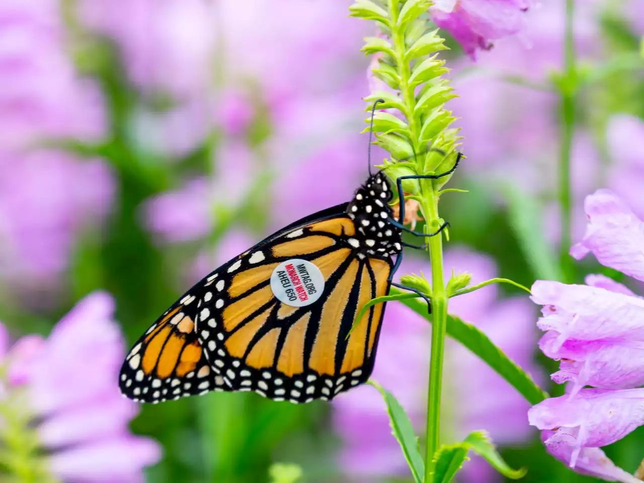 How do you tag a monarch butterfly? Carefully, Lehigh Valley expert explains