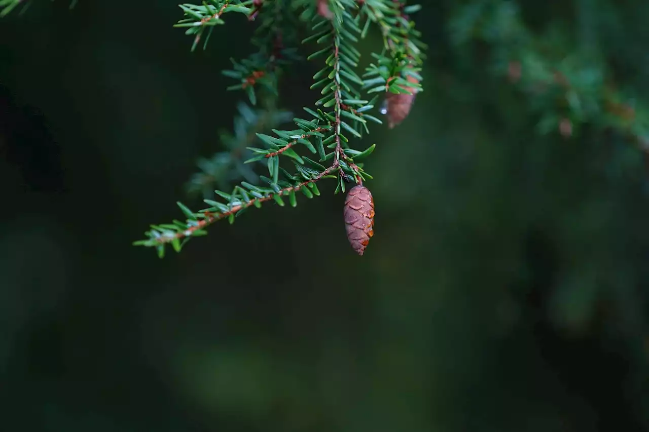 Canopy gaps help Eastern hemlock outlast invasive insect