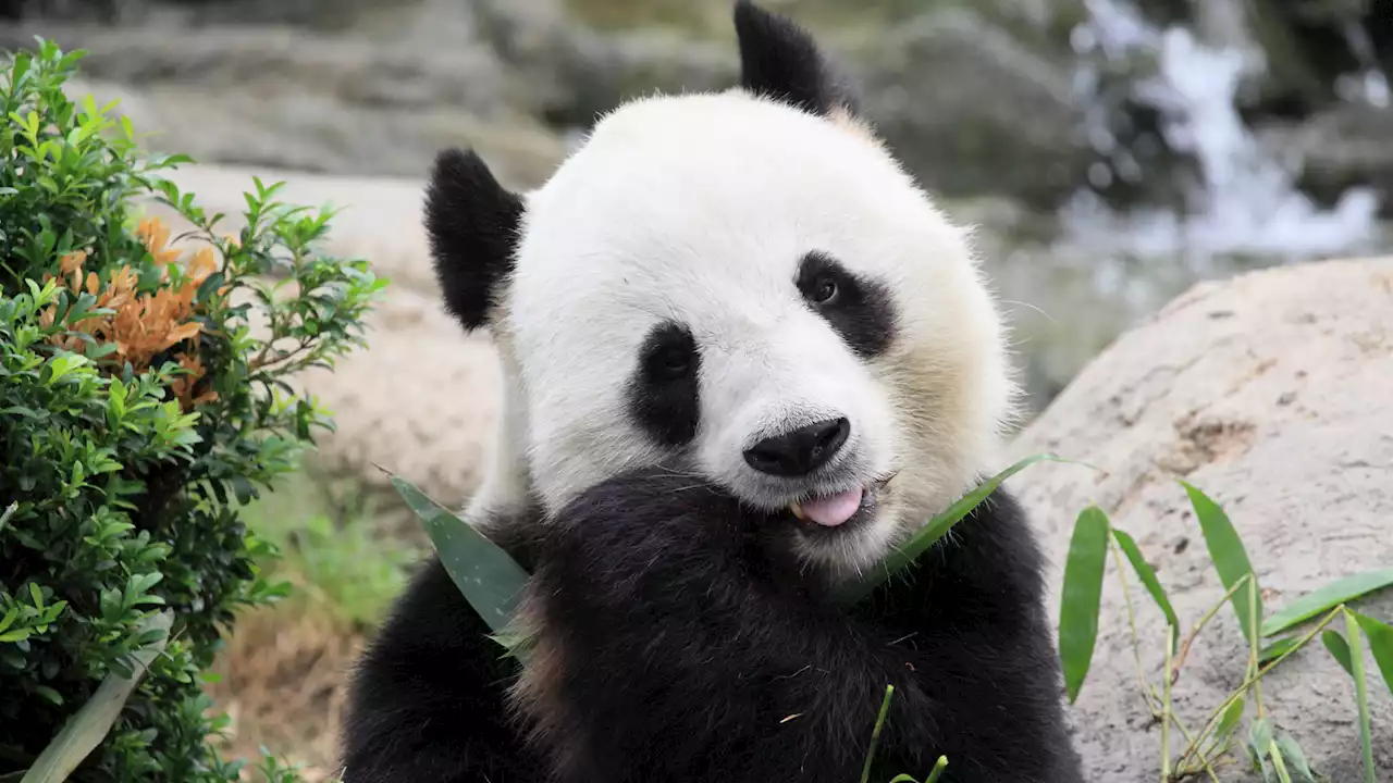 'Jet lag' could be messing with pandas' natural mating behaviors