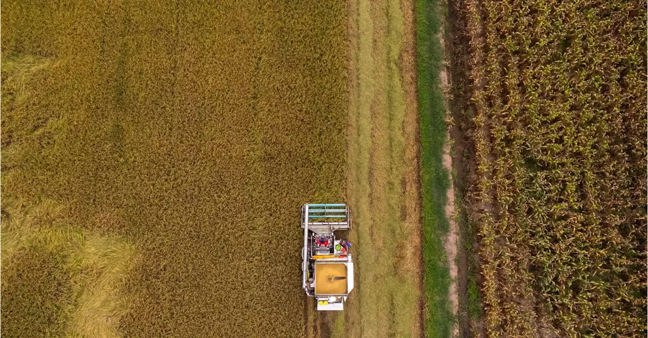 Insight: Soaring rice prices sow hope - and trouble - for indebted Thai farmers