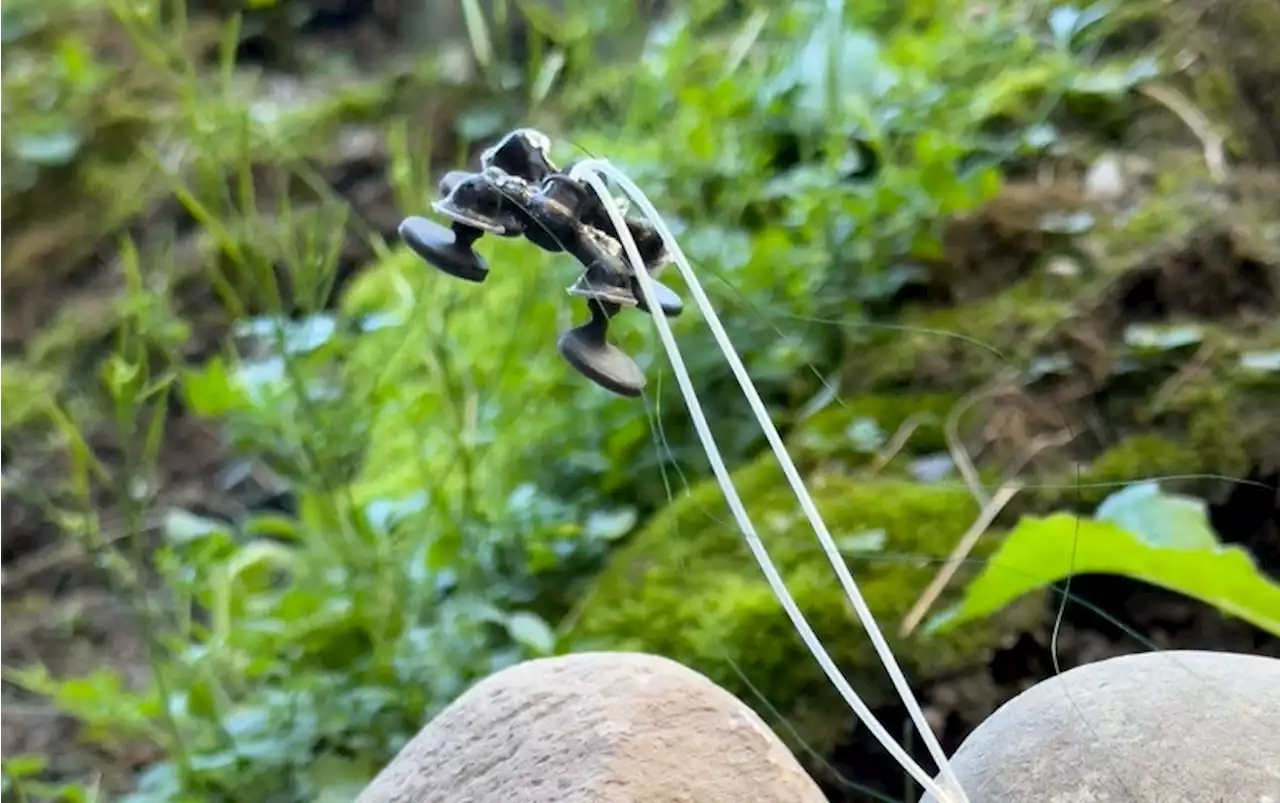 This Insect-Sized Robot Can Carry 22 Times Its Own Weight