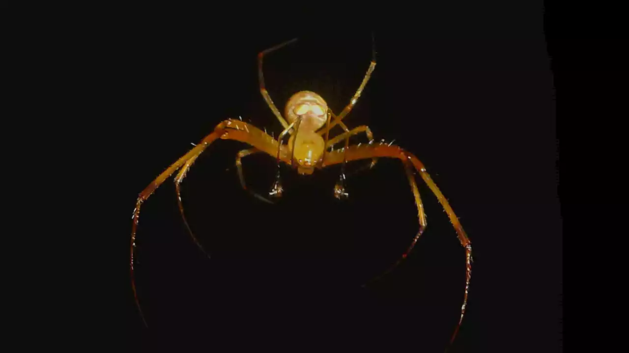 Some cannibal pirate spiders trick their cousins into ‘walking the plank’