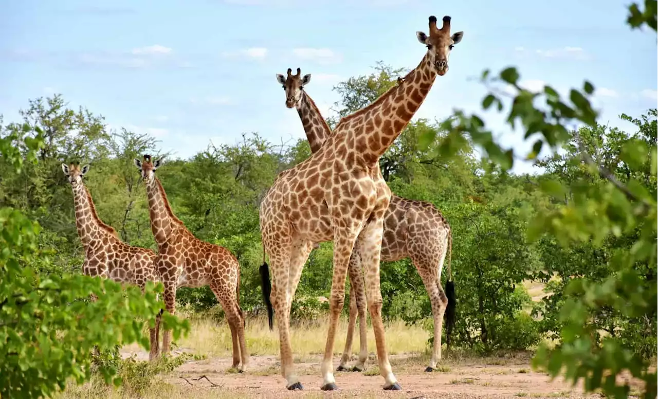 NSPCA weigh in on slaughter of giraffes in Buthelezi's honour