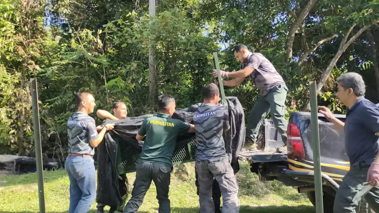 Harimau kumbang masuk perangkap di Kuala Pilah