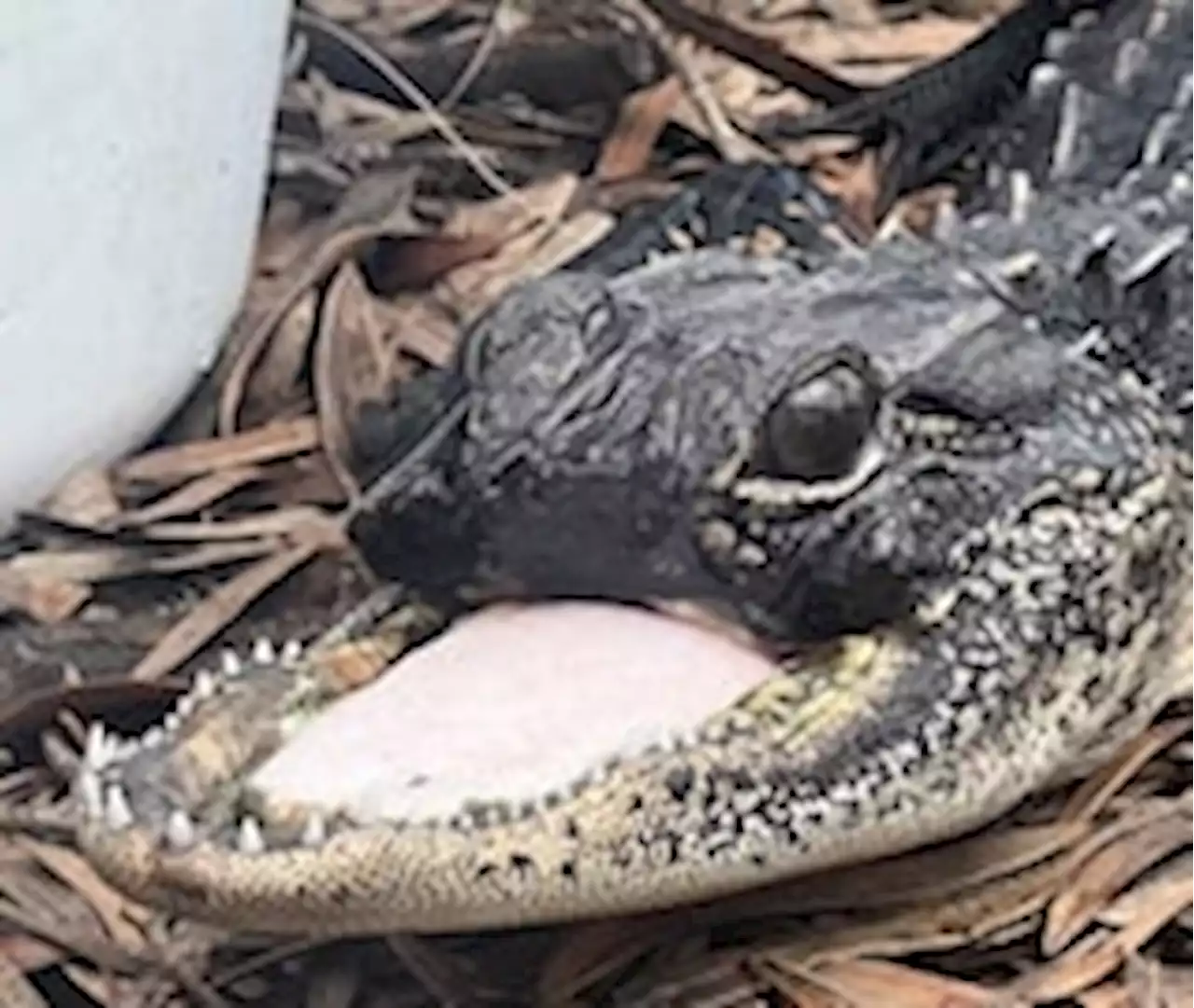 Alligator missing top half of its jaw is recovering at Fla. gator park