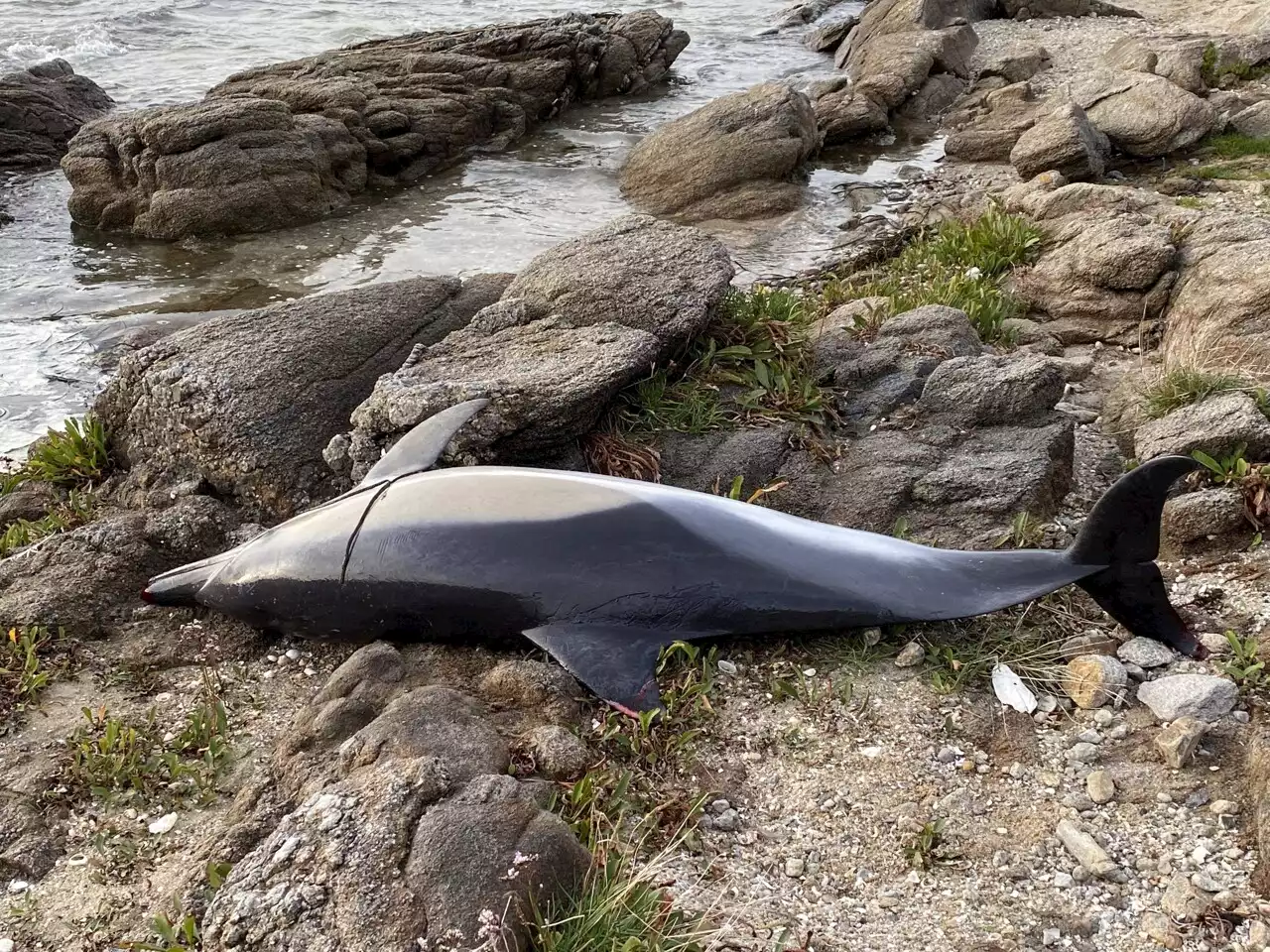 Deux dauphins ont été retrouvés morts sur une plage de Loire-Atlantique