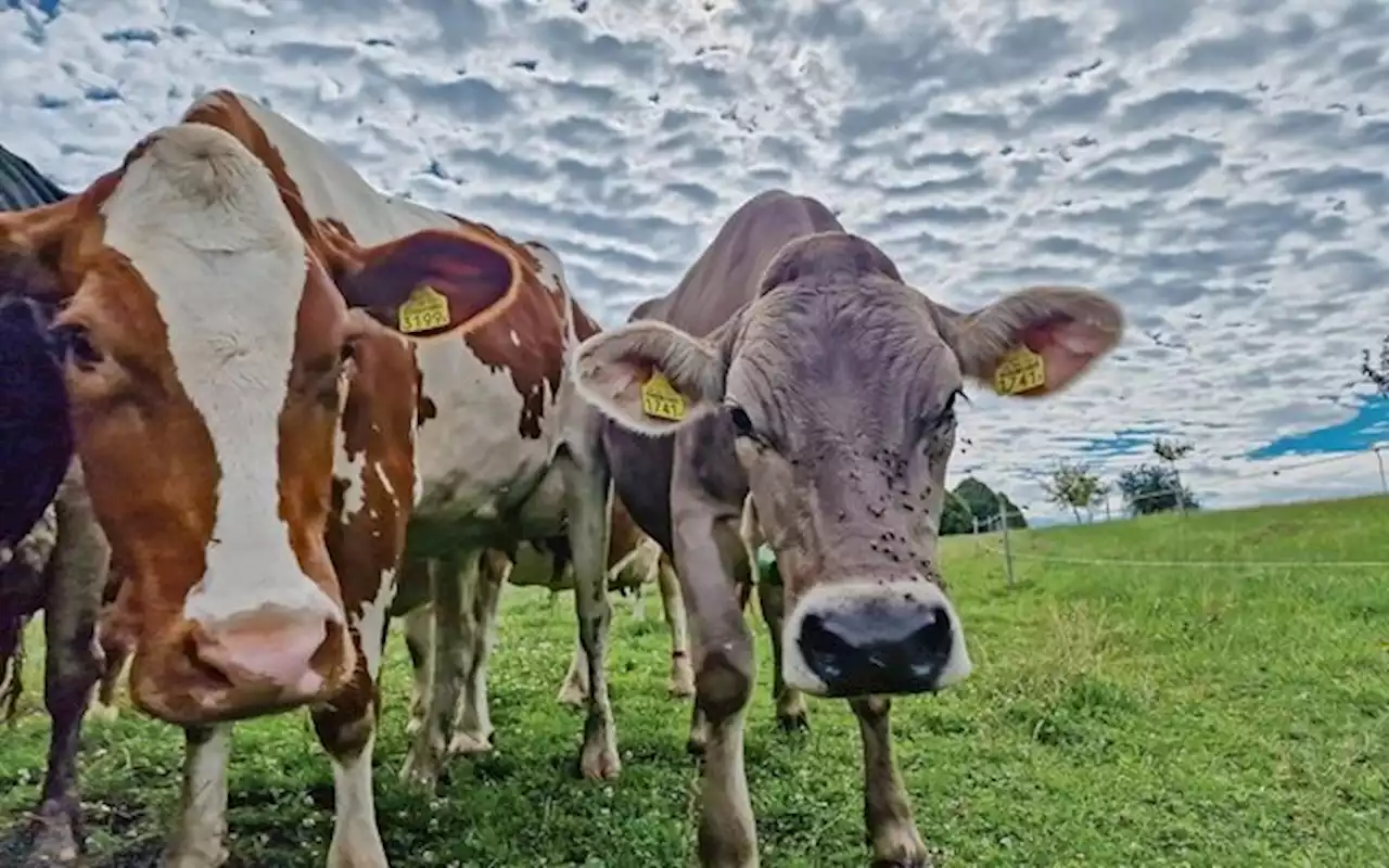 Bessert Kraftfutter für Kühe das Klima-Image der Migros auf?