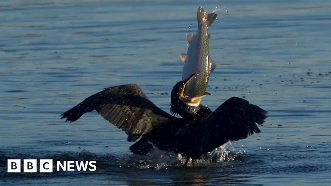 Fishing: Welsh anglers want cull of birds devouring river stocks