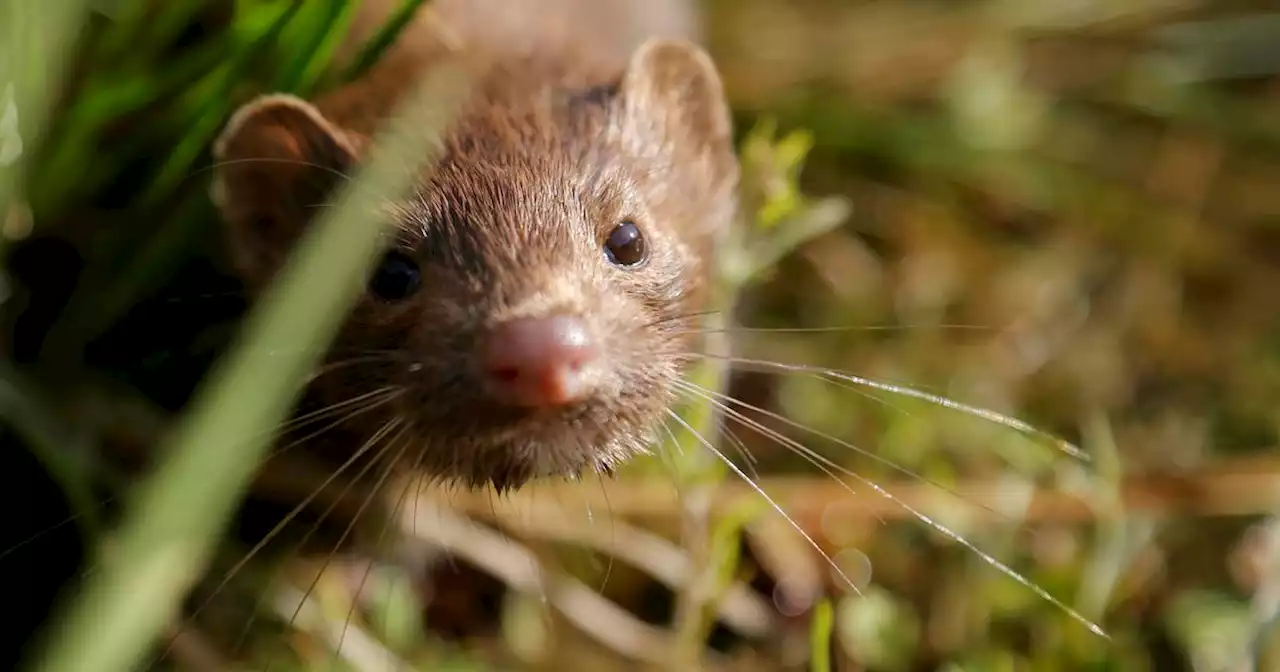 Thousands of mink let loose from fur farm in Pennsylvania