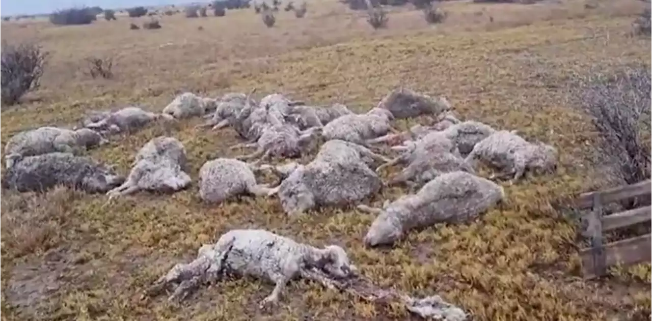 'Una predisposición innata para matar': 150 ovejas muertas por perros en la Patagonia