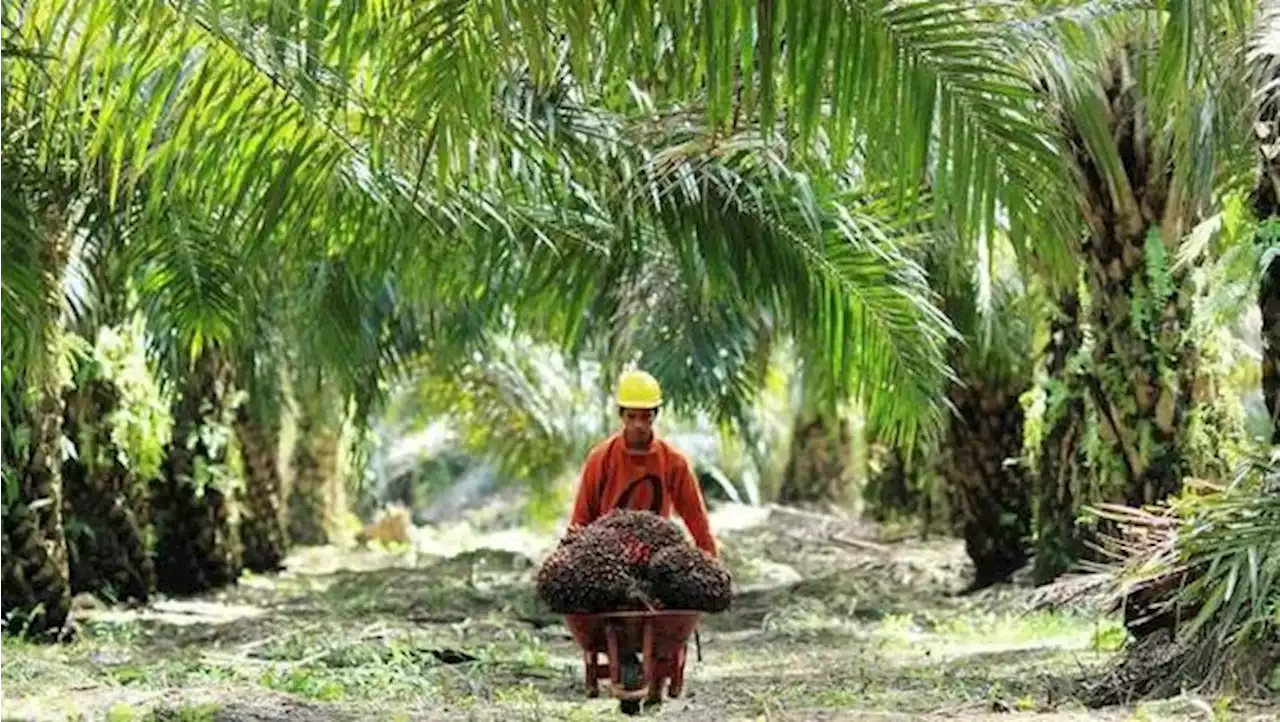 Tak Seperti Biasanya, Harga CPO Tak Bergerak Pagi Ini