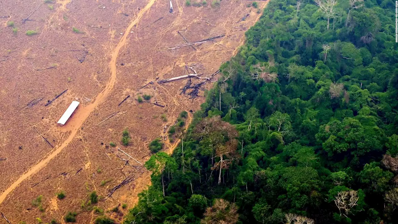 Estos son los países de la región con más asesinatos de ambientalistas | Video