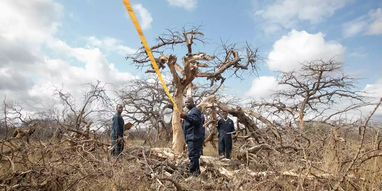 Study Exposes Forest Carbon Credit Schemes to Offset Fossil Fuels as 'Pipe Dream'