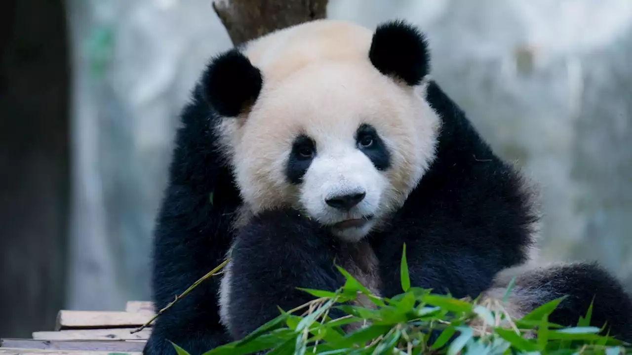 Giant pandas living in zoos could be suffering from 'jet lag,' study says