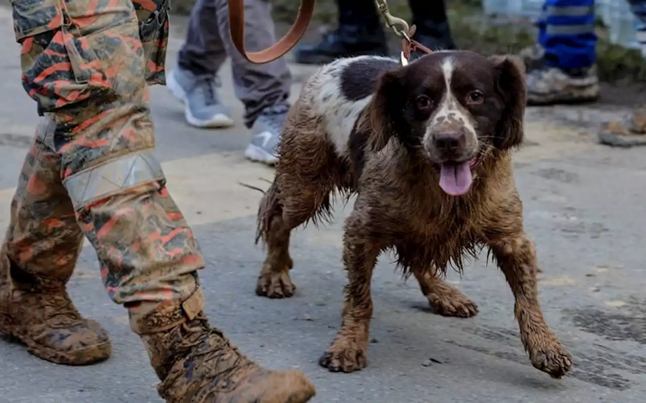 Search and rescue mission dog Blake euthanised