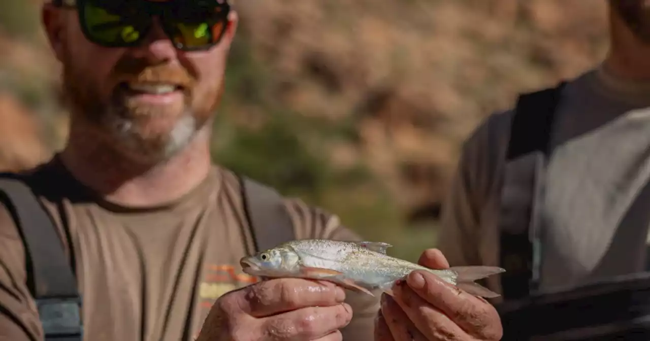 Native roundtail chub making a comeback, thanks to conservation efforts