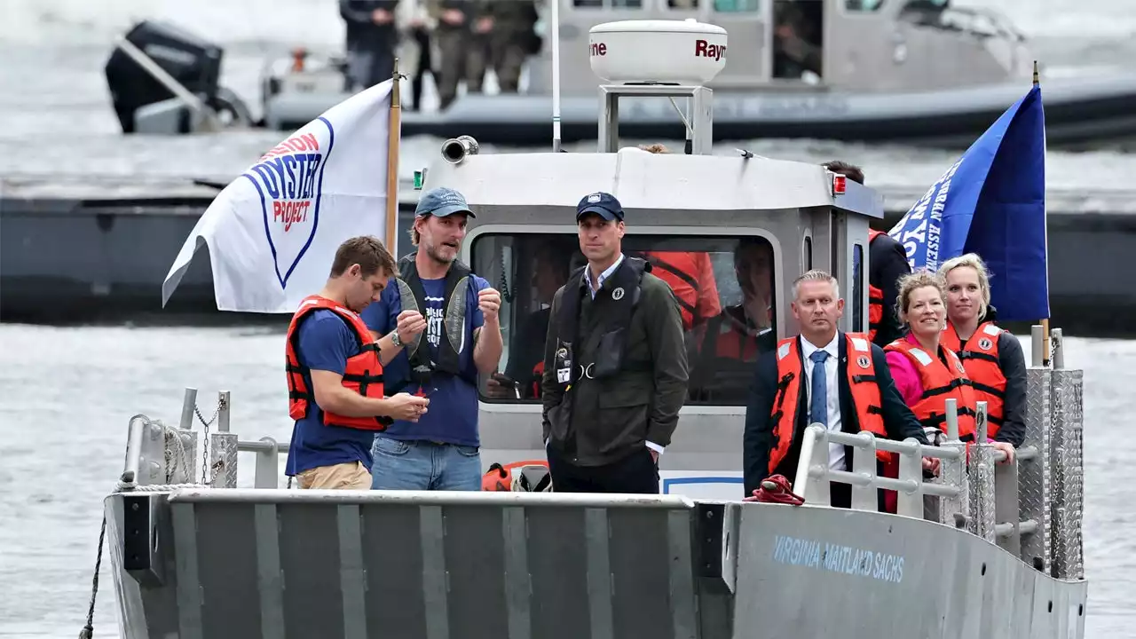 Prince William sees oyster reef restoration project on NYC visit