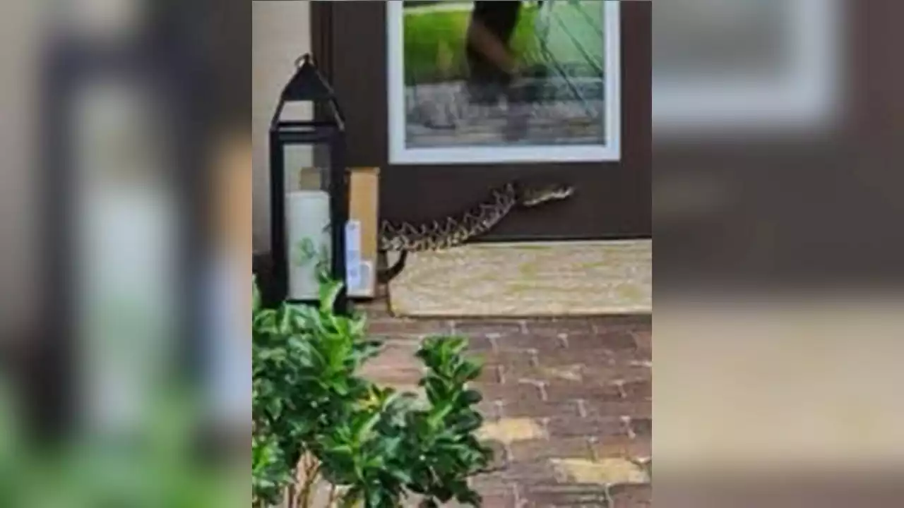 Florida Amazon delivery driver in ‘serious condition' after ‘highly venomous' rattlesnake bite