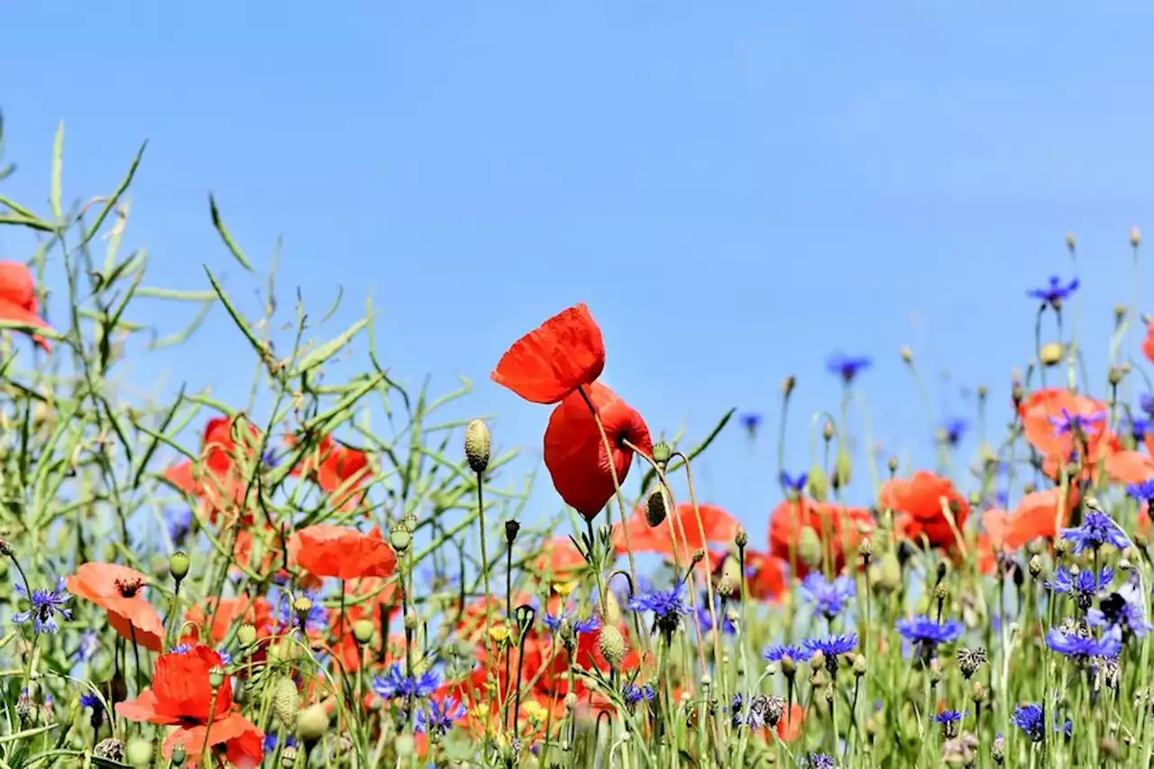 MÉTÉO Belle journée ce mercredi en Normandie mais arrivée de pluies passagèrement marquées sur le Cotentin